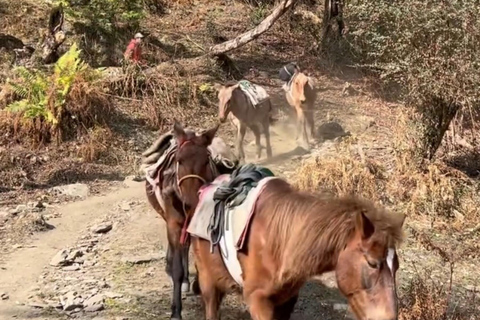 Pokhara: Annapurna base camp Trek with Female Guide