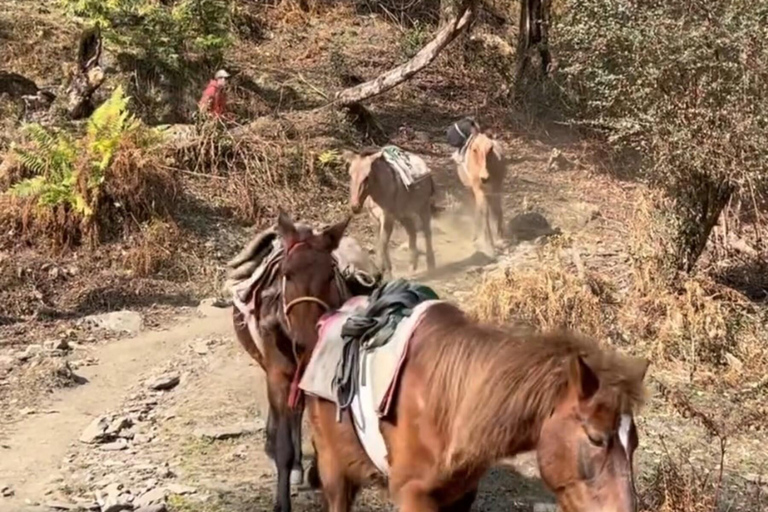 Pokhara: Annapurna base camp Trek with Female Guide