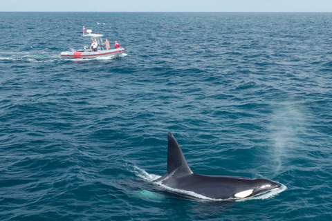 San Diego: Whale and Dolphin Watching Speedboat Tour