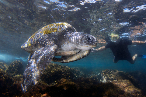 Snorkling med sköldpaddor på Cook Island Marine Rserve