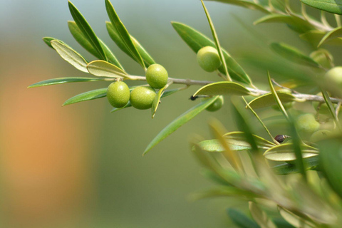 Olivares del Quintón: Exclusive Wine & Olive Experience Wine-Paired Lunch