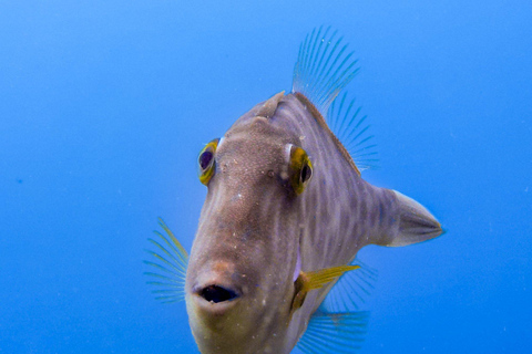 Goat Island Guided Snorkeling Tour for Beginners