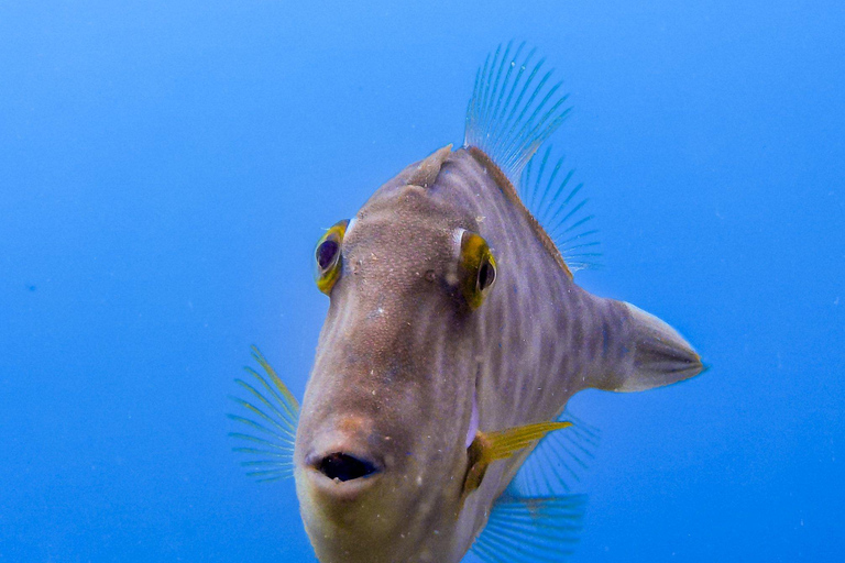 Goat Island Guided Snorkeling Tour for Beginners