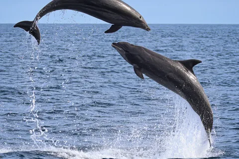 Newport Beach: 2-Hour Whale Watching Tour