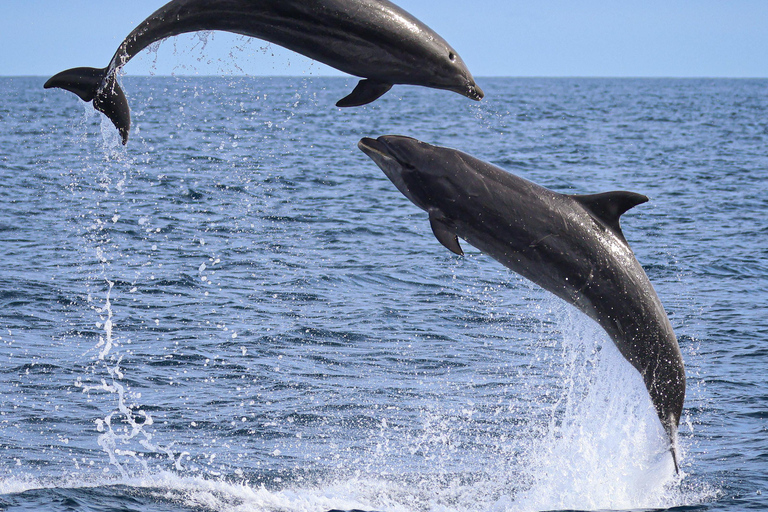 Newport Beach: Whale and Dolphin-Watching Cruise