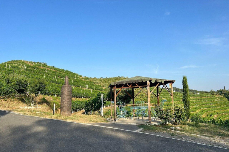 Weinverkostung, optionale Weinbergstour und KajakfahrtenWeinverkostung mit Abholung und Rücktransfer