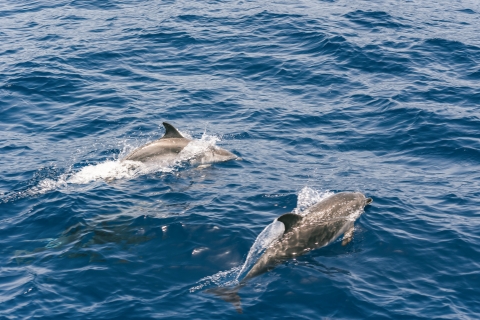 Gran Canaria: crucero de observación de delfinesCrucero de observación de delfines de 2 horas con traslado