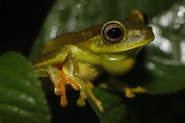 São Paulo: Forest Night Walk Tour with a Biologist