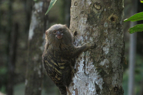 Quito: 3-Day Amazon Jungle Tour with Lodging & Meals