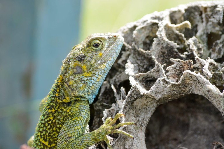 Tour di 7 giorni in Ruanda e Uganda: trekking dei primati e fauna selvatica