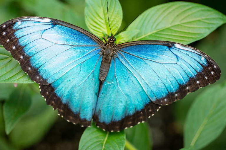 Monteverde Cloud Forest and Butterflies Garden Tour