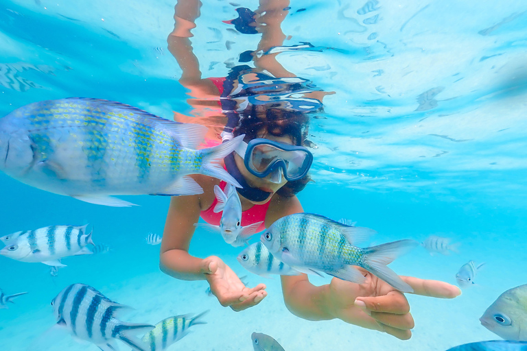 From Cancun: Cozumel Kuza Park & El Cielo Snorkel Tour