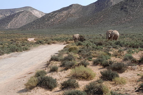 Aquila Game Reserve Sunset Safari mit privatem Transport