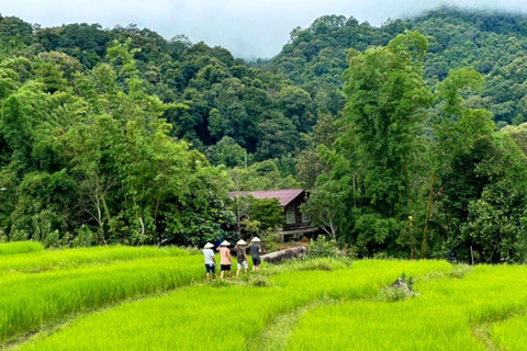 Chiang Mai : Parc national de Doi Inthanon et sanctuaire des éléphants