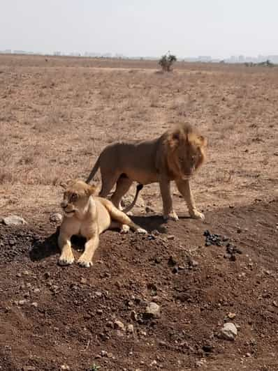 Overnight Safari To Amboseli National Park Starting From Na Getyourguide