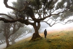 Madeira: Lorbeerwald Fanal, Porto Moniz, Dörfer an der Nordküste mit dem Geländewagen