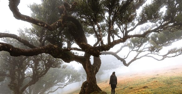 Madeira: Fanal Forest, Porto Moniz North Coast Villages 4x4