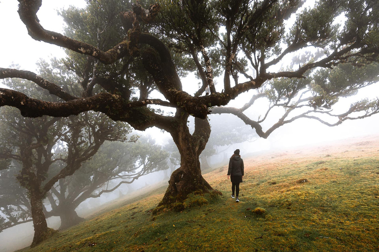 Madeira: Fanal Forest, Porto Moniz North Coast Villages 4x4 Madeira: Private Fanal Forest & Porto Moniz North Coast 4x4