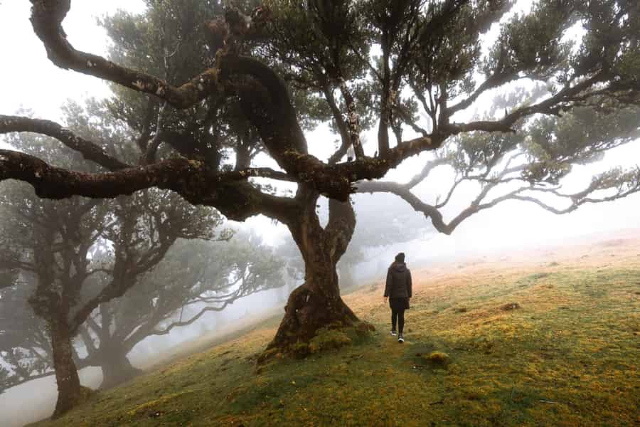 Madeira: Lorbeerwald Fanal, Porto Moniz, Dörfer an der Nordküste mit dem Geländewagen. Foto: GetYourGuide