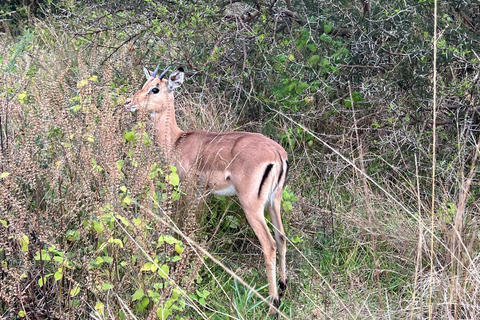 Johannesburg: Cradle Moon Safari Hiking
