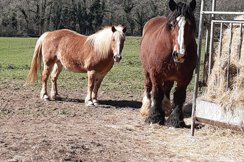 A Day Hike in Mervent Forest (Vendée)