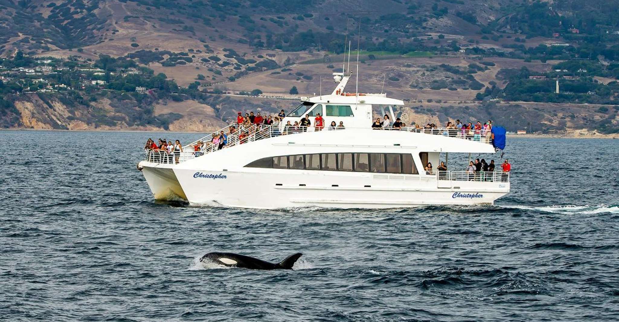 Long Beach: Whale and Dolphin Watching Cruise