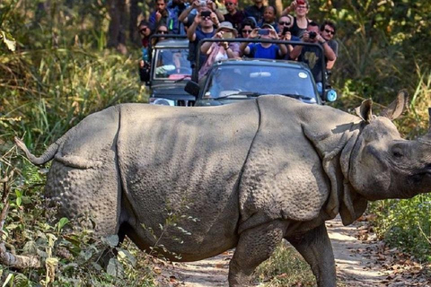 Pokhara : 3 jours de safari dans la jungle au départ de Pokhara