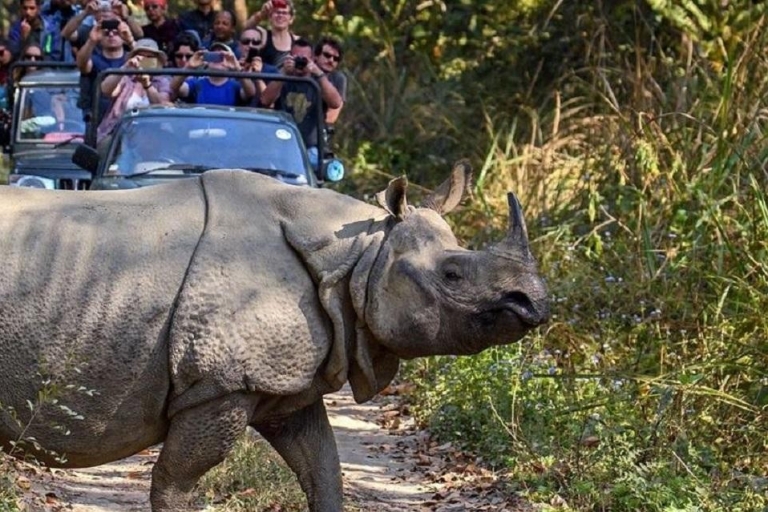 Pokhara : 3 jours de safari dans la jungle au départ de Pokhara