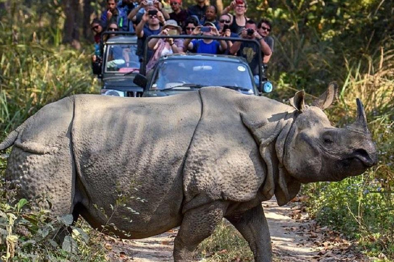 Pokhara : 3 jours de safari dans la jungle au départ de Pokhara