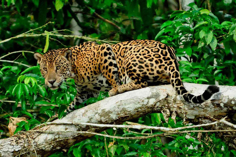 Depuis Cusco : Visite guidée de 4 jours du parc national de Manu