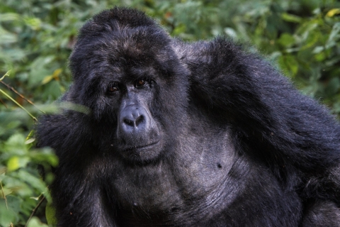 3-dniowe wakacje Bwindi Gorilla Safari w Ugandzie z Kigali