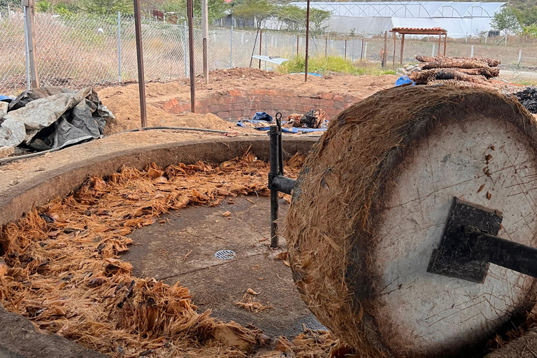 Oaxaca: Aguamiel, Pulque and Mezcal Tasting
