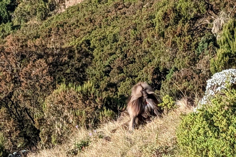 Simien Mountains: 3-Day Trek with Guide and Meals