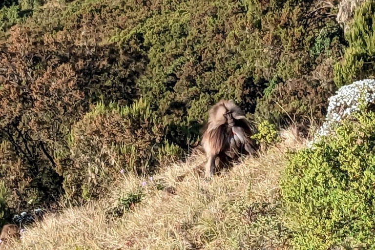 Simien Mountains: 3-Day Trek with Guide and Meals