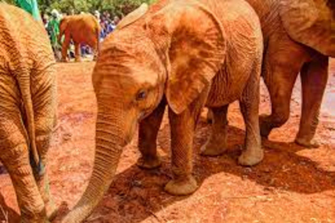 Nairobi : Visite privée du David Sheldrick Wildlife Trust