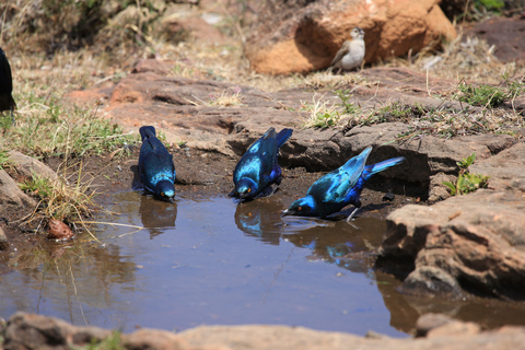 Samburu: A 3-day Wildlife Safari; Semi-Arid Region of Kenya