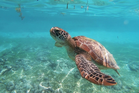 Snorkelen met schildpadden in Mirissa