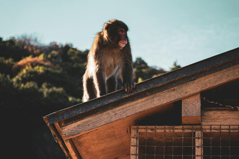 Nara, Kyoto, and Osaka Hidden Culture Day Tour
