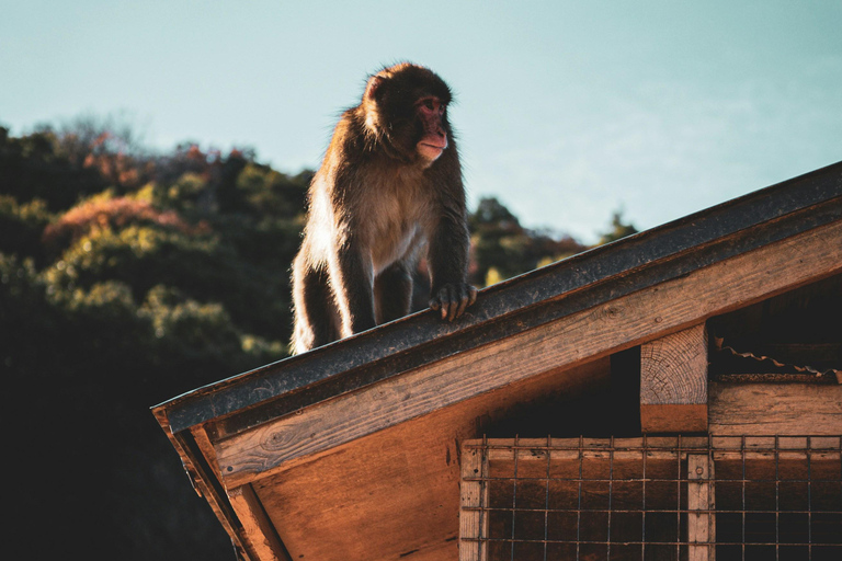 Nara, Kyoto, and Osaka Hidden Culture Day Tour