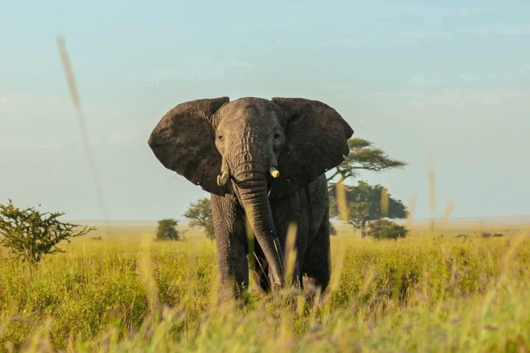 Mara 3-Day Photography Expedition Tour from Nairobi Mara 3-Day Photography Expedition Tour from Nairobi