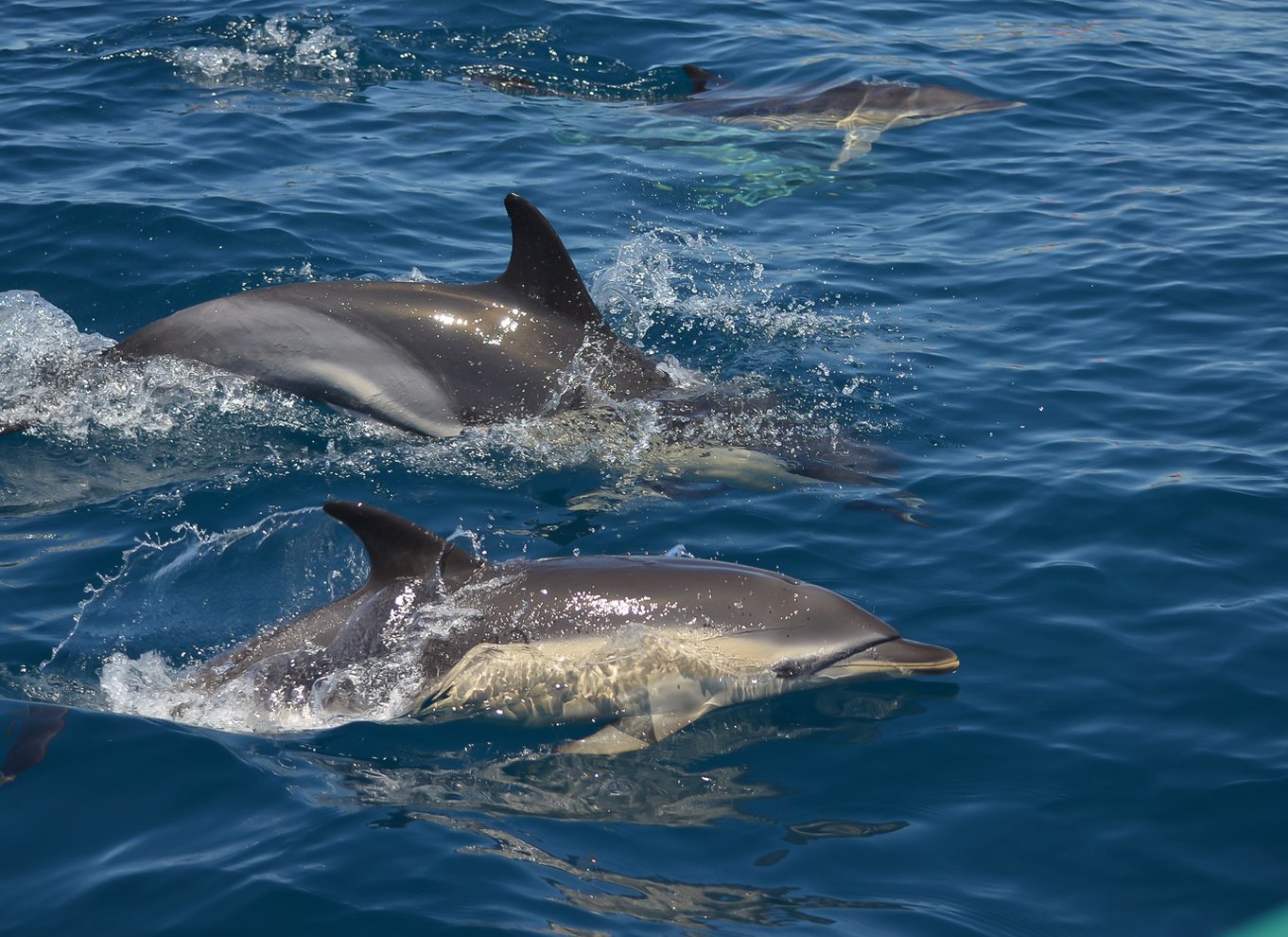 Albufeira: Delfinsafari og Benagil Cave Boat Cruise