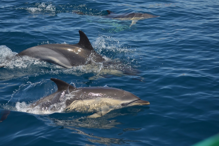 Albufeira : Observation des dauphins et grotte de Benagil