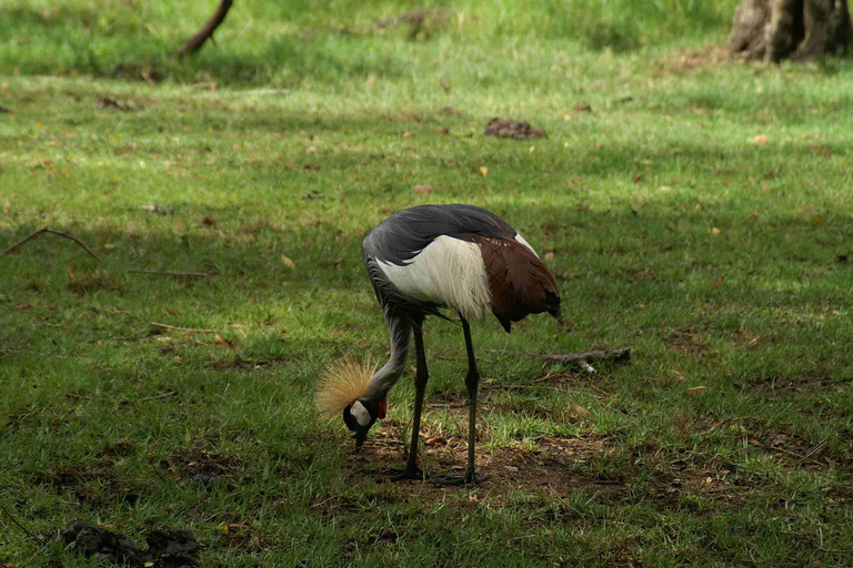 Mombasa: tour giornaliero alla scoperta e Haller Park