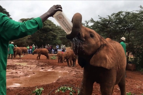 Visite guidée : Orphelinat des éléphants et Centre des girafes - Nairobi