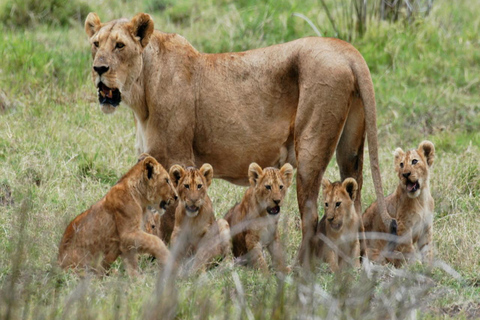 Safari 3-Days from Zanzibar to Mikumi National Park by ferry Come to meeting point "Dar es Salaam SGR station"