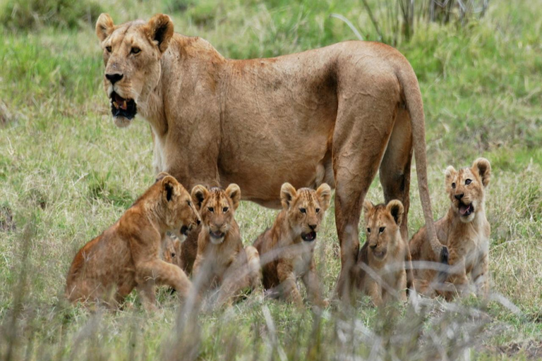 Safari 3-Days from Zanzibar to Mikumi National Park by ferry Come to meeting point "Dar es Salaam SGR station"