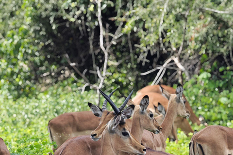Livingstone: Chobe Safari, Crocodile viewing & Village Tour