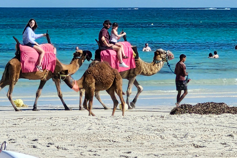 Djerba: 30-minute Express Camel Ride - Ideal for Children