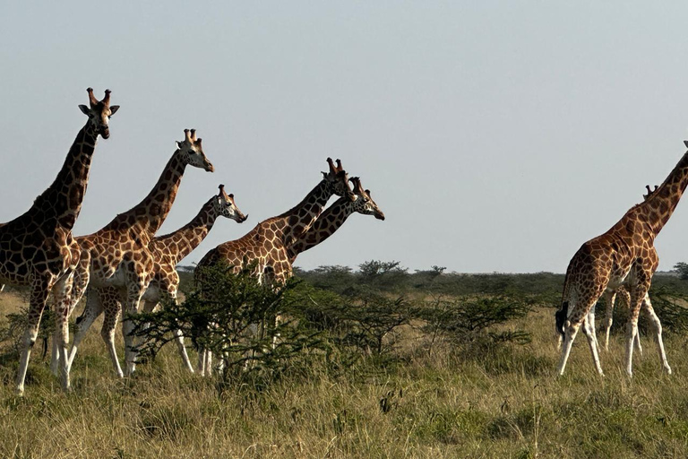 Nairobi National Park 5-Hour Game Drive Morning or Afternoon