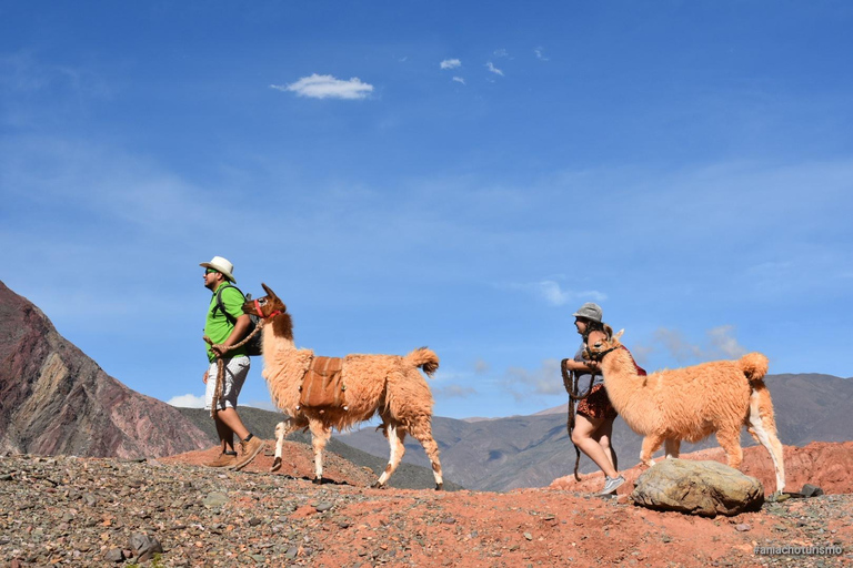 Purmamarca: Hiking with Llamas through multicolored mountains